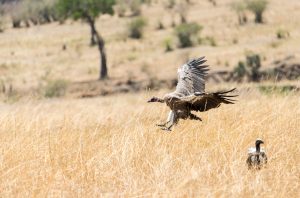 White-backed vulture coming in to land with wings pressed back to break the speed