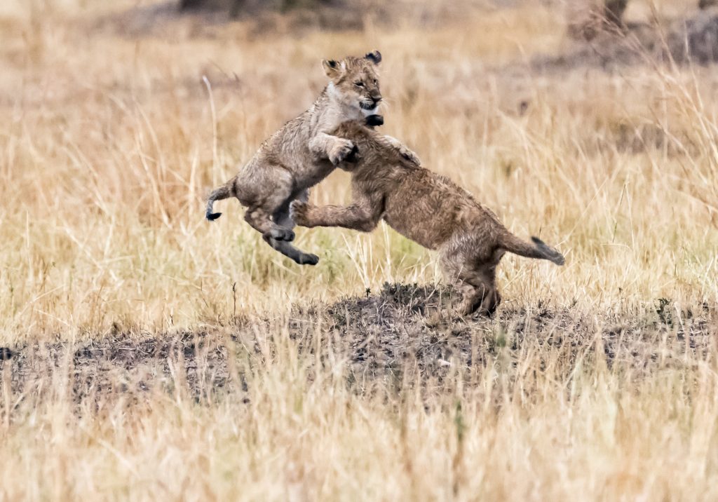A lion cub jumping its sibling