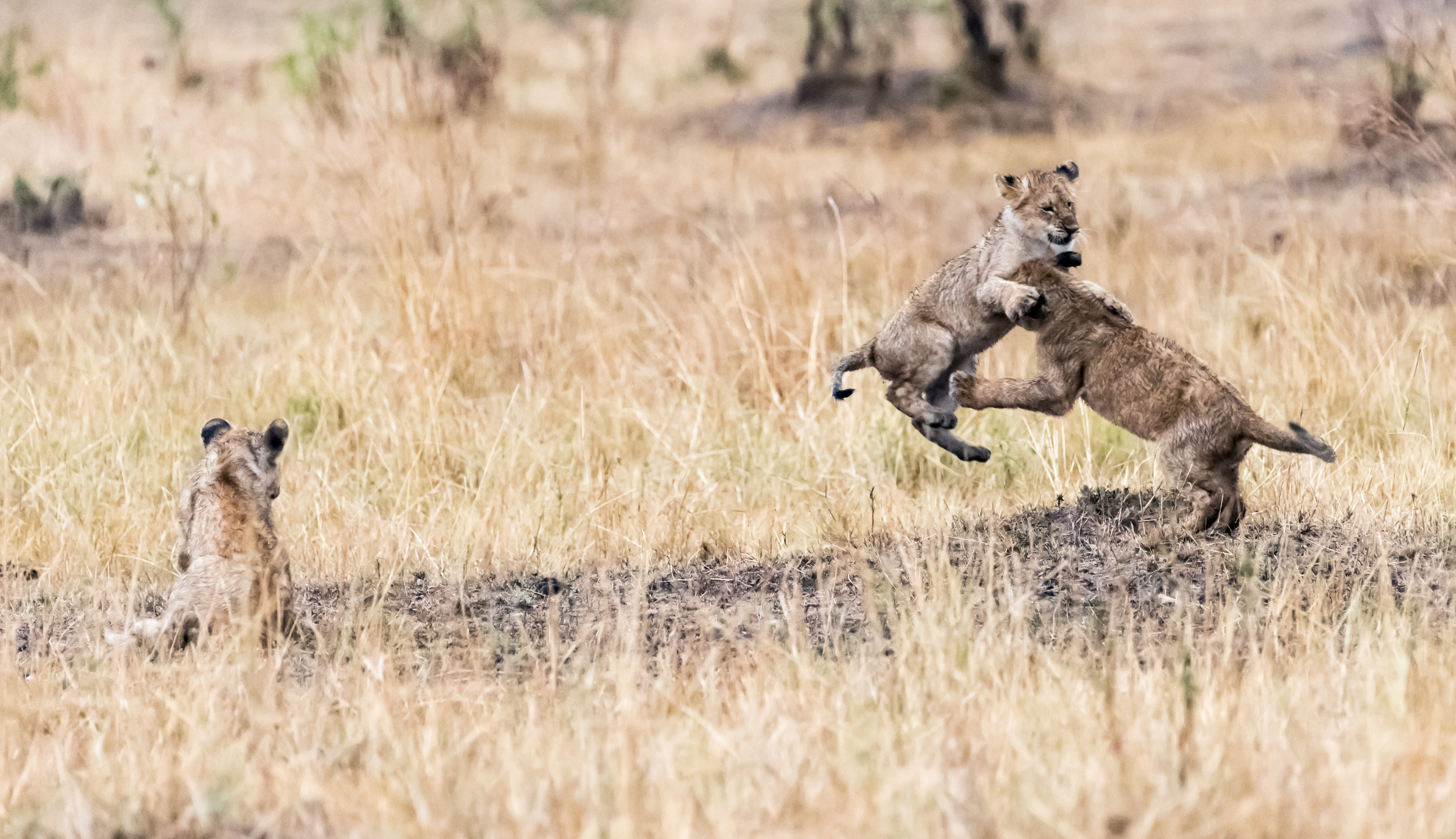 Two cubs leaping off the ground while a third looks on