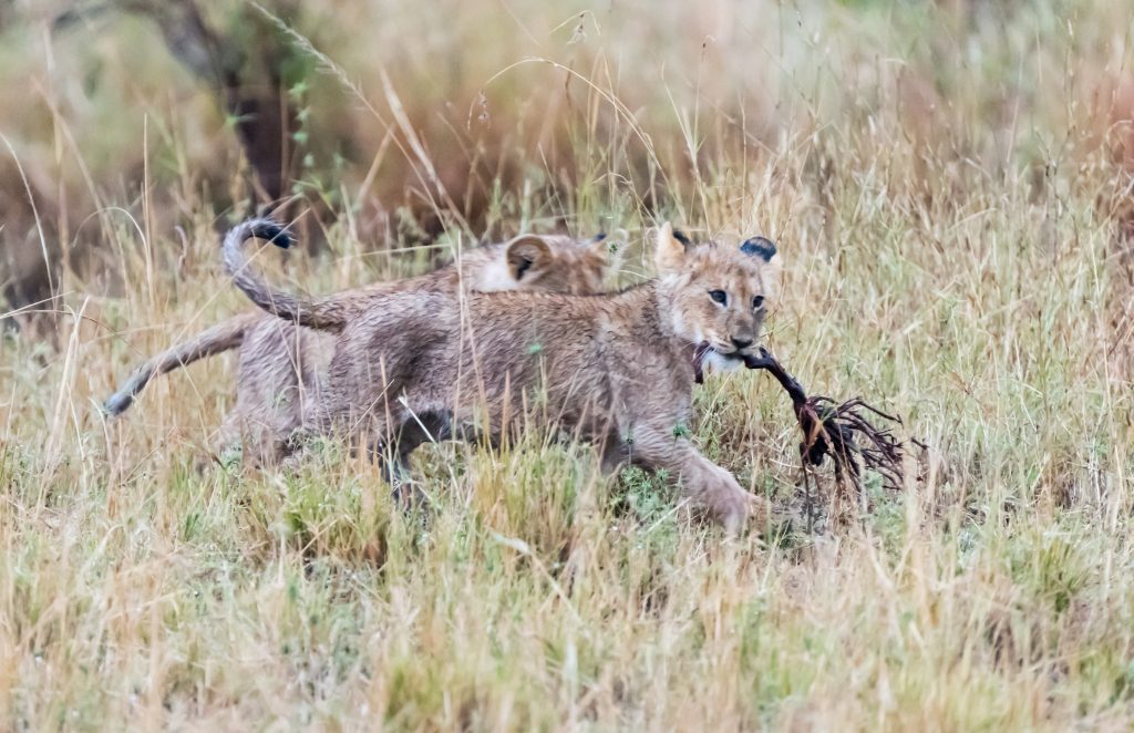 Lion cub running carrying a long twig