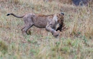 Lion cub wrestles it’s stick to the ground