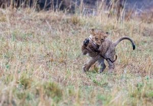 Lion cub carrying the prickly end of its stick