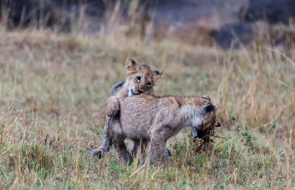 The second cub attacks from behind - stalking and jumping