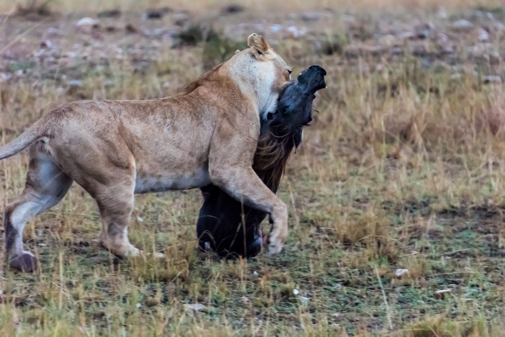 Lioness with warthog kill
