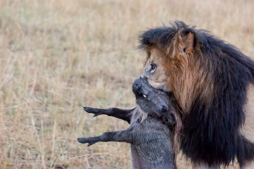 Lion carrying the warthog