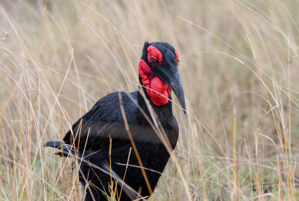 Ground hornbill showing front view of its red neck pouch