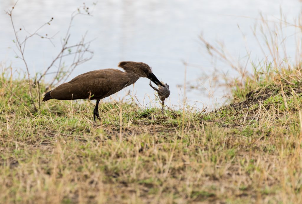 The frog kicks out but the hamerkop is able to juggle it around