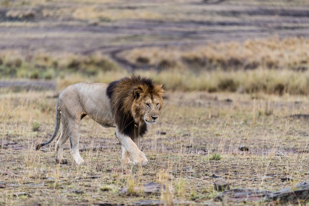 Male lion walking with strong strides towards two lionesses