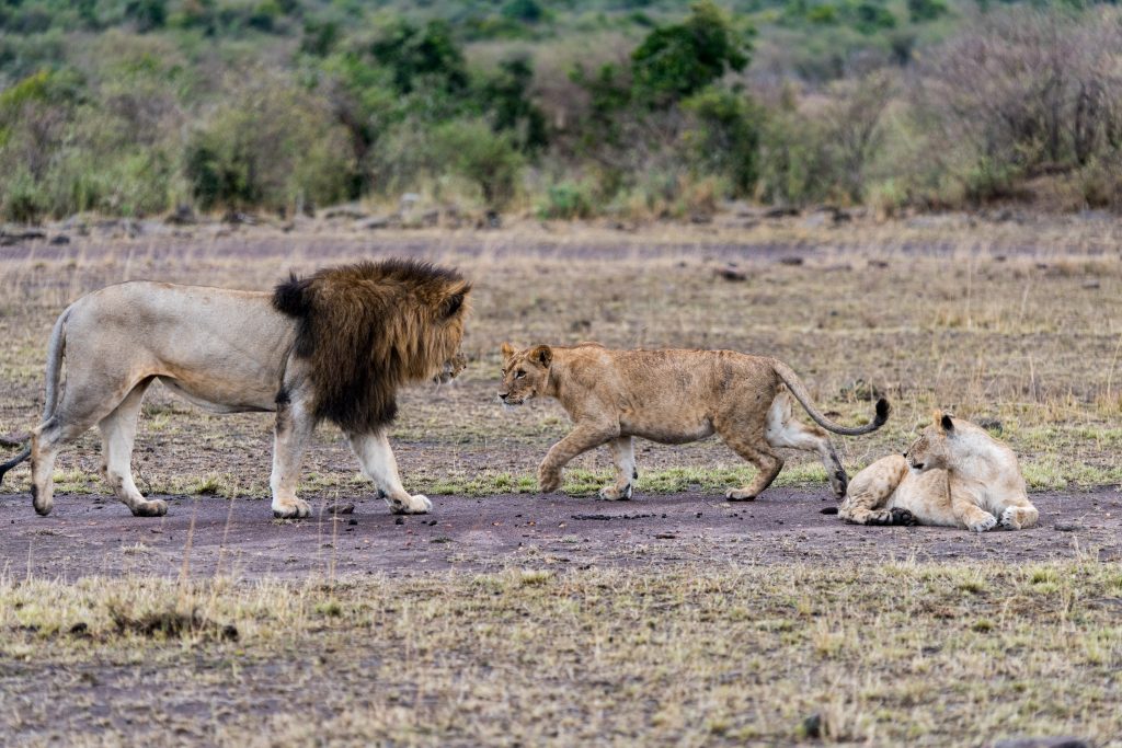 Male And female lions circling each other.