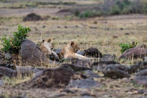 Two lionesses resting amongst some rocks
