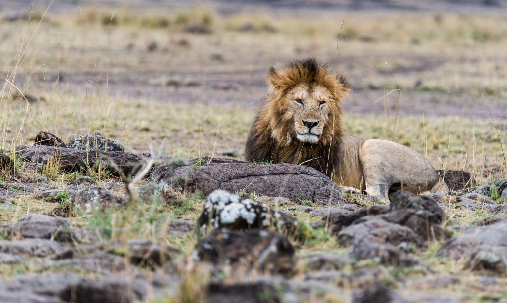 Male lion settled down on rocks a short distance from the female
