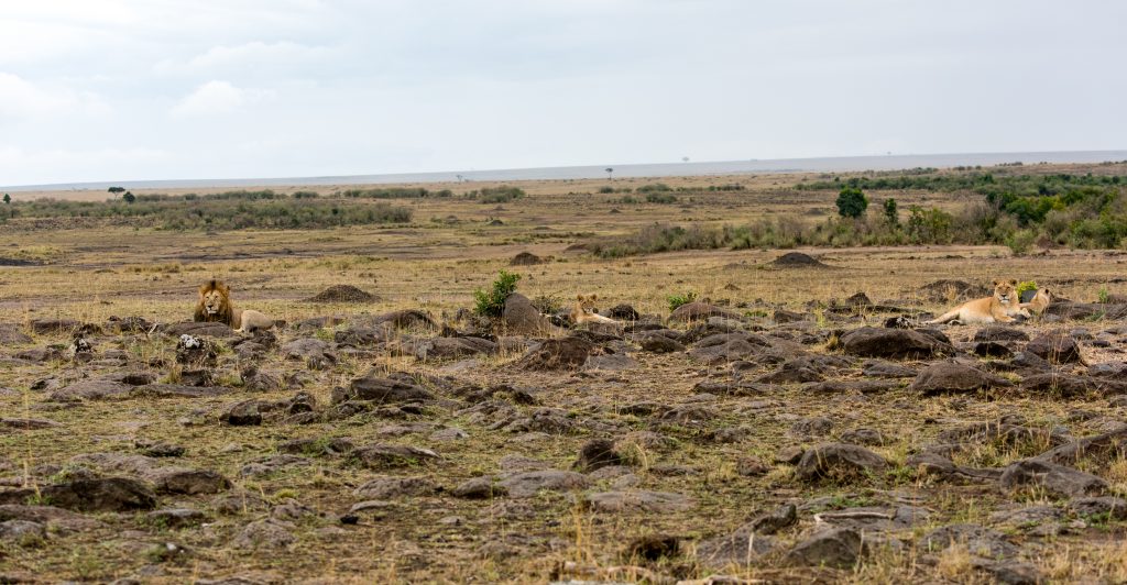 Male and three female lions laid down amongst rocks and hard to spot