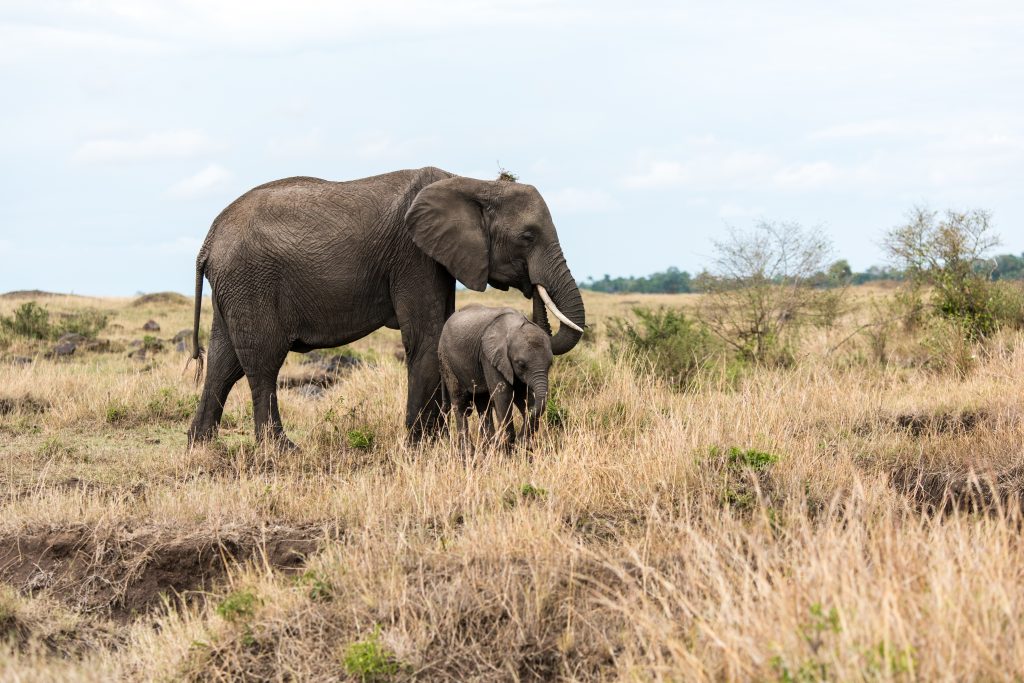 Mother elephant and baby peacefully grazing