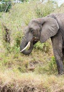 Elephant lifts the grass up and into the mouth