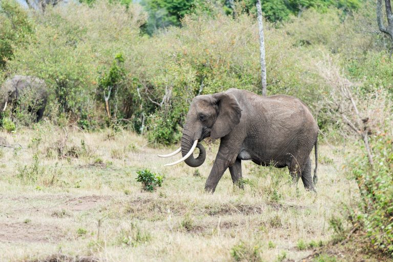 Elephants in the Mara