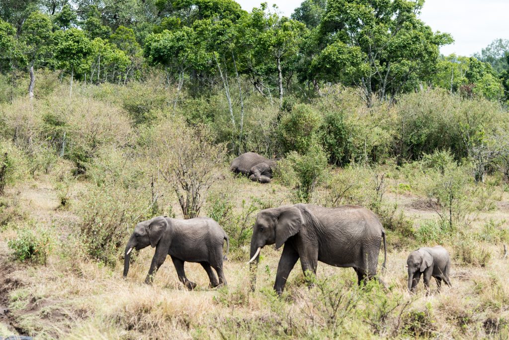Three elephants walking in the foreground but an elephant is motionless on the ground in the background