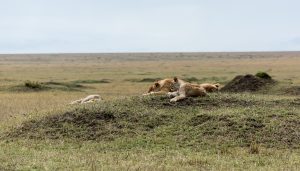 Lions lying on a grassy mound out in the open