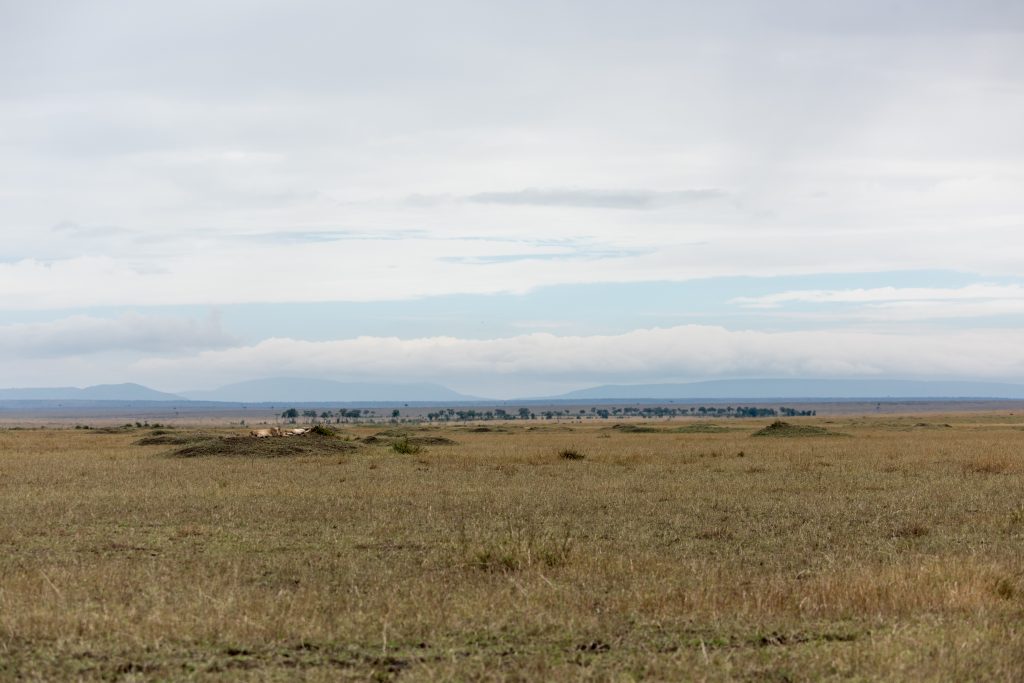 Shot showing the vastness of the plain and how small and well camouflaged the lions are