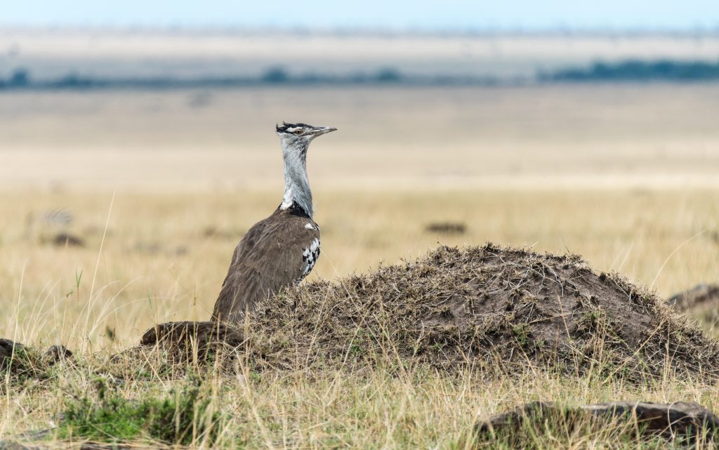 In the same patch of ground as the lions is a Corey bustard