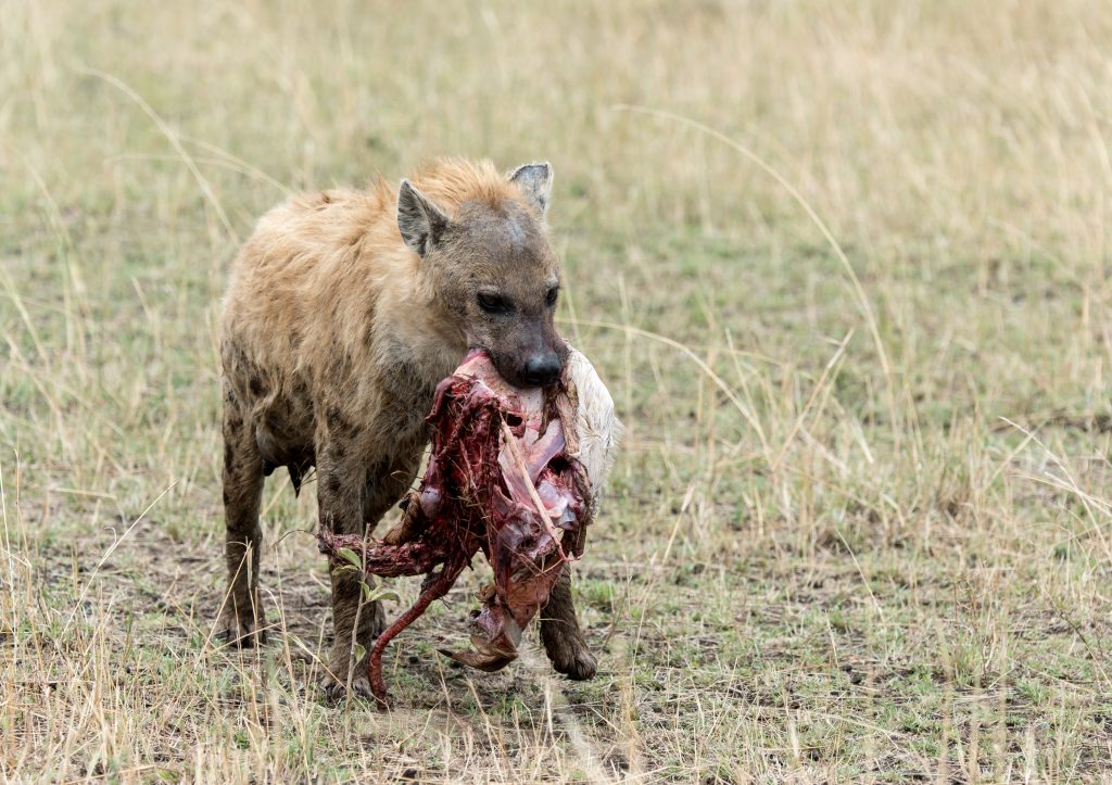 Front view of hyena carrying a chunk of a carcass