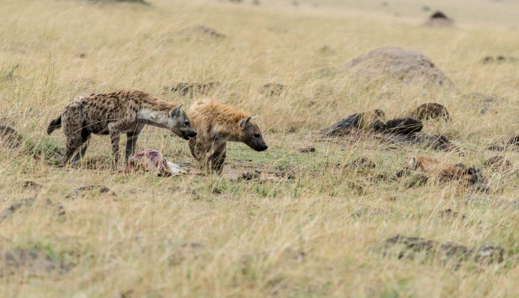 Two hyenas next to the kill facing down a cub in the grass on the right