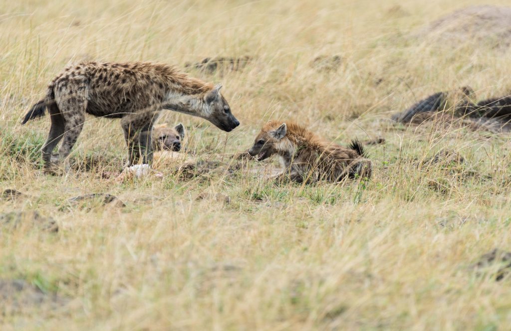 Hyena cub inches forward to get nearer the carcass