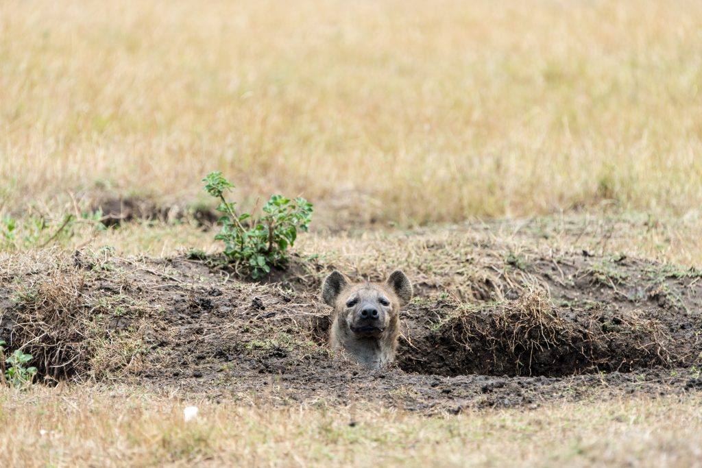 Hyena den mouth with hyena head popping out of the hole