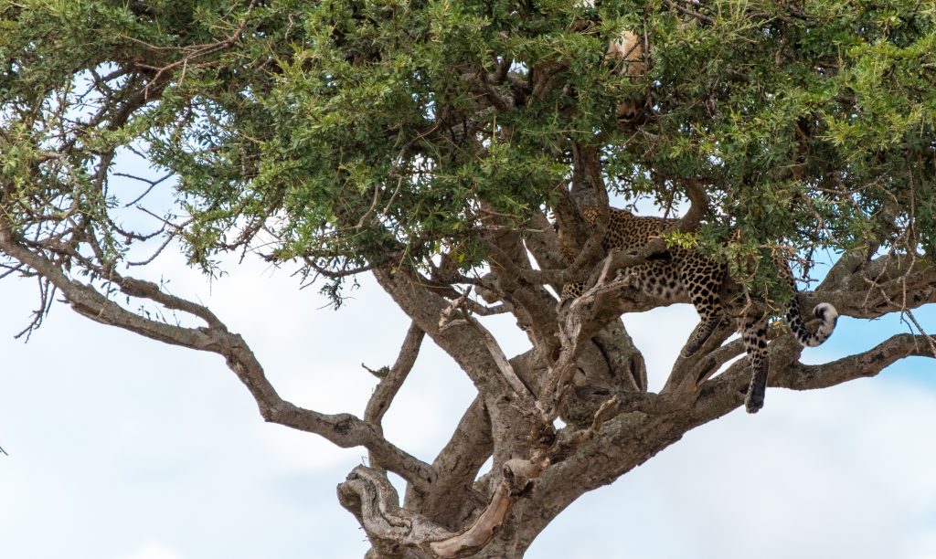 Leopard in a tree with kill hidden in the branches above it