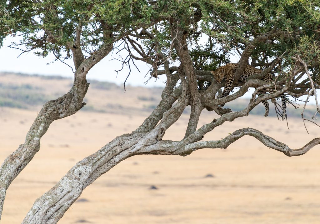 Typical leopard pose with legs either side of the branch