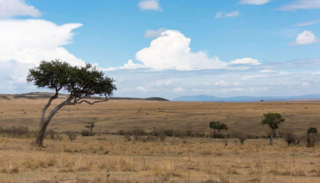 Scene across the Mara plane with an acacia tree to the left.