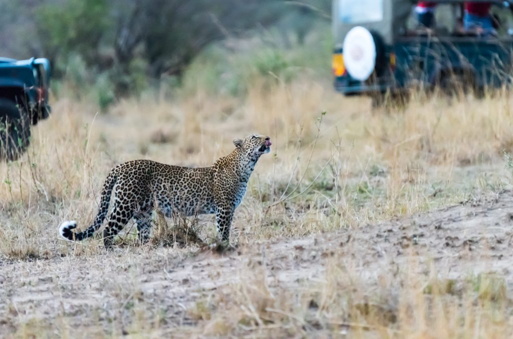 Leopard caged in by vehicles sees the tree she has just left as her only option