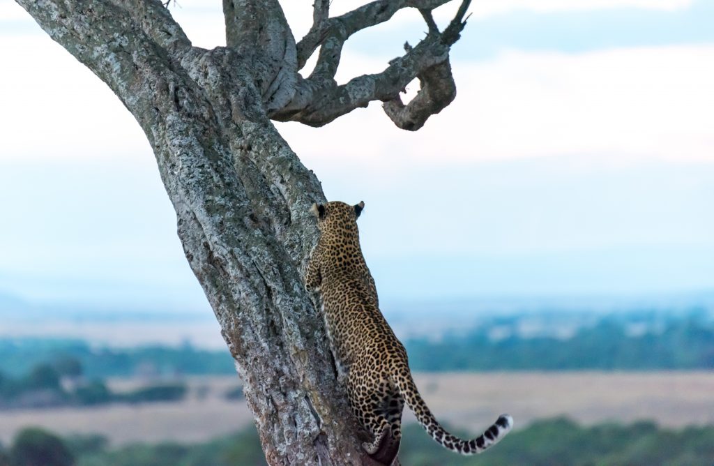 Leopard moves height in the tree