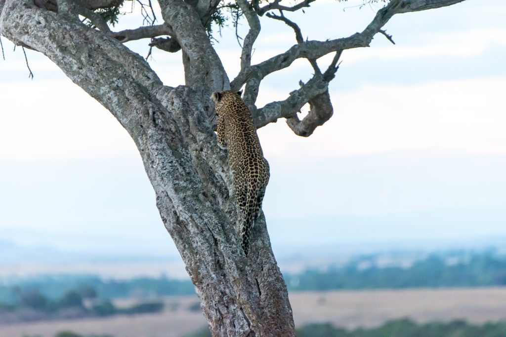 Perfect balance and strong claws holds the leopard vertical