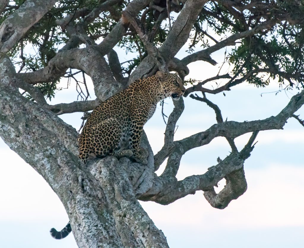 The leopard turns her back on the vehicles and settles down to wait