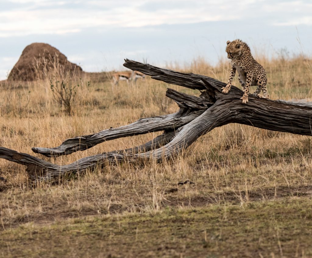 Cheetah cub sitting on a dead tree with toes splayed and claws dug in