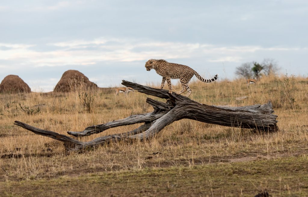 Cheetah balancing on a dead log