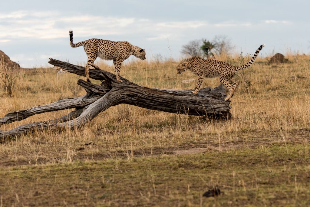 Two large cheetah cubs facing off on a dead log
