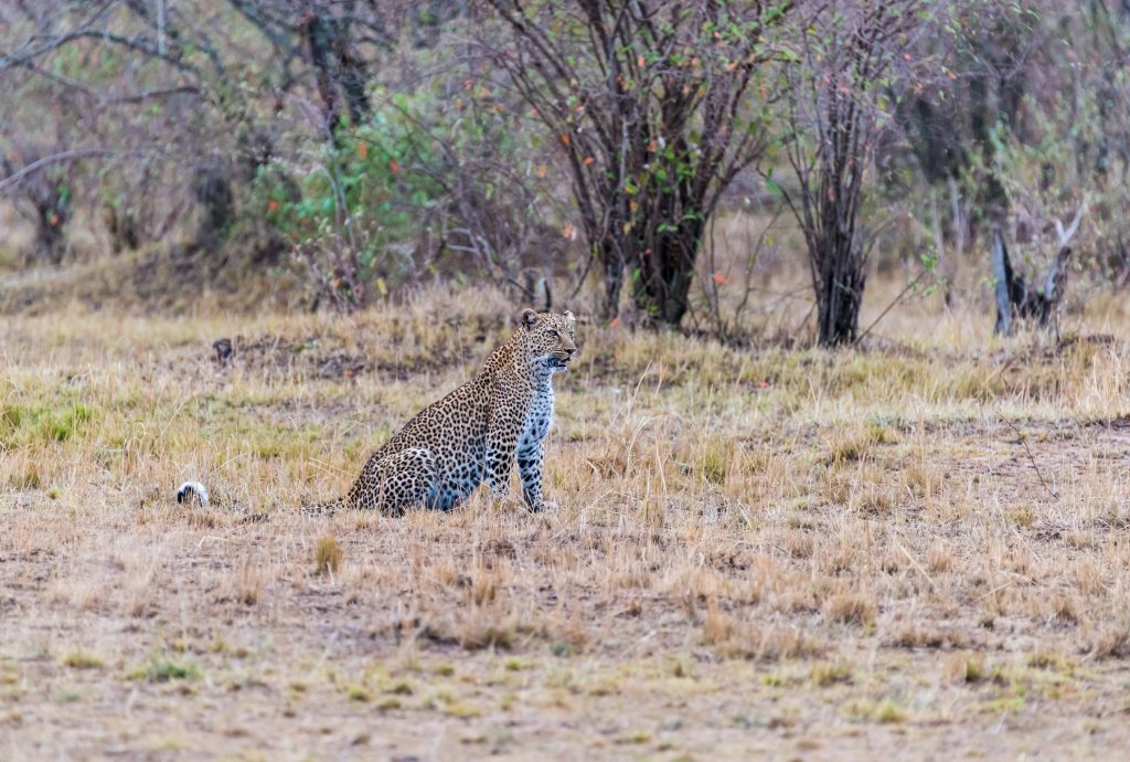 Leopard feeling confident sits down and continues to monitor the cheetahs