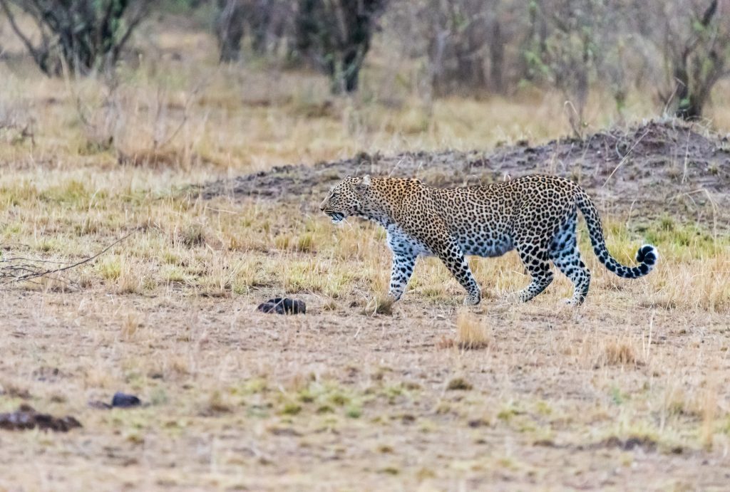 Having seen off the 4 cheetahs the leopard heads back towards the scrub
