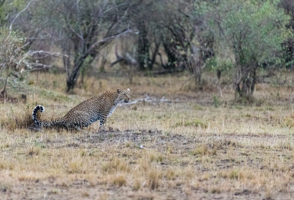 leopard scenting the ground near the tree line