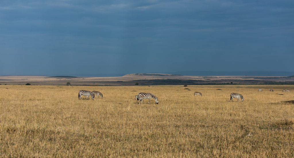 Zebra feeding on the plain with the yellow grass lit by the sun and the sky dark with impending rain