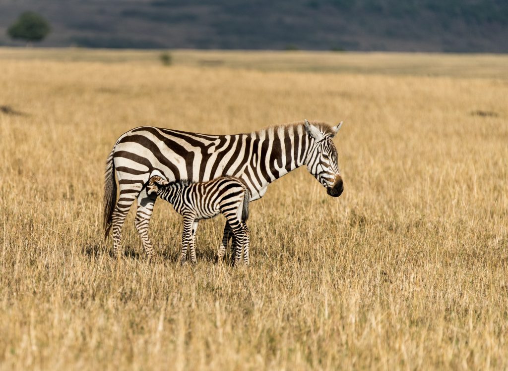 burchell zebra calf suckling