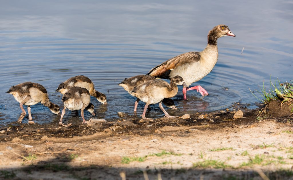 Egyptian goose high stepping with goslings feeding as they follow