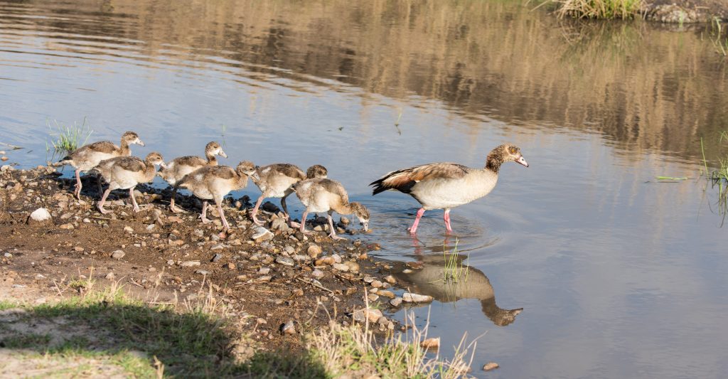 Egyptian goose reflected in the river with six gosling following in double file