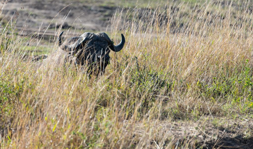 Buffalo almost completely hidden in tall grass