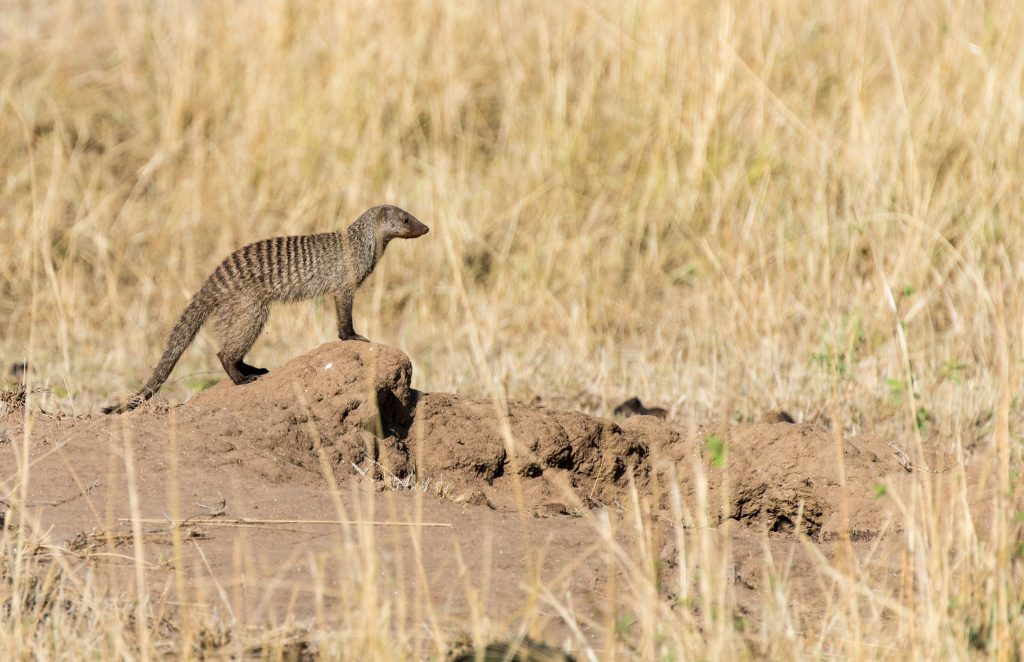 Banded mongoose stood on a mound of mud