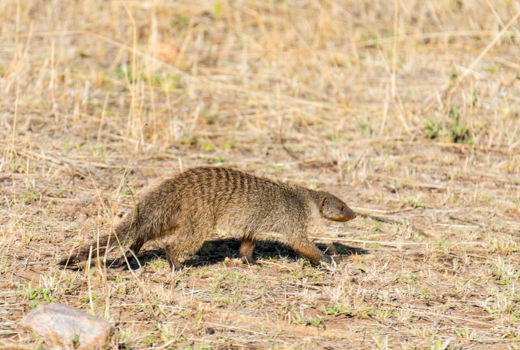 Banded mongoose moving low across the ground