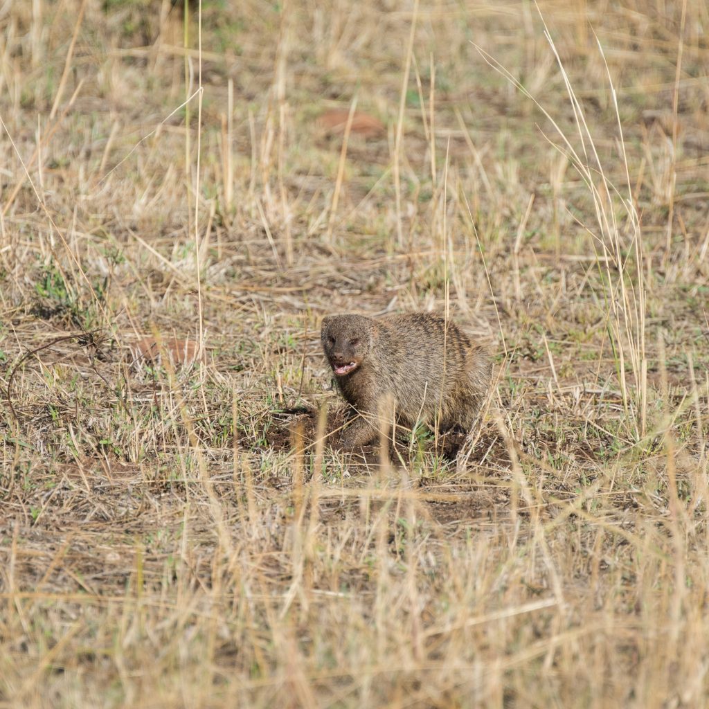 Banded mongoose looking very aggressive