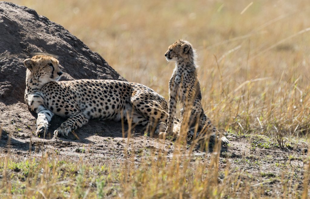 Mother cheetah looking back at a very young cub