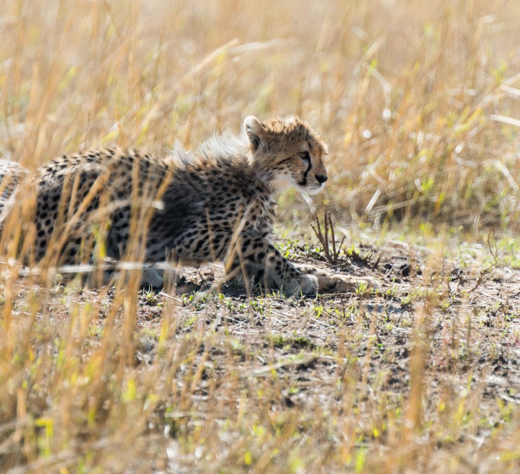 Cheetah cub low in the golden grass